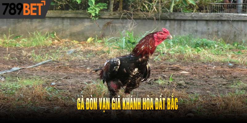 Khám Phá Top 5 Dòng Gà Đòn Đất Bắc Nổi Danh Nhất